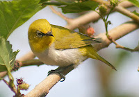 Oriental White-Eye, Zosterops palpebrosus