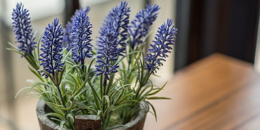 Lavender (Lavandula) Indoor Plant