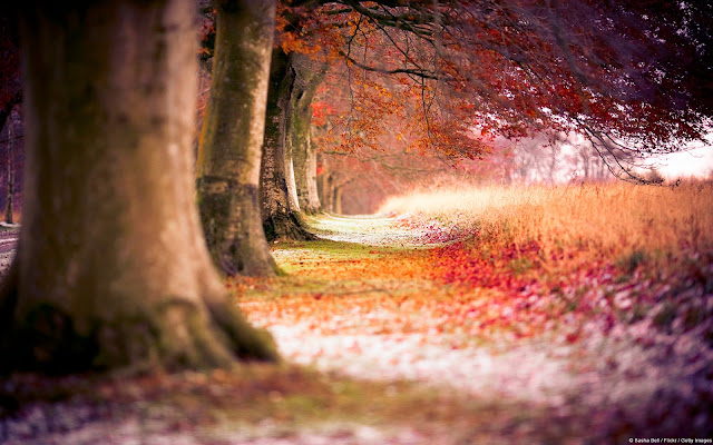 Forest Trees Path Fallen Leaves Autumn