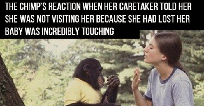 She Told The Chimp She Had Lost Her Baby. What The Chimp Did Next Was Unexpected.