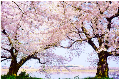 鳥屋野潟的櫻花。 （摘自新潟觀光Navi網站）