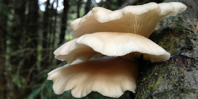 Biological Efficiency Of Oyster Mushroom