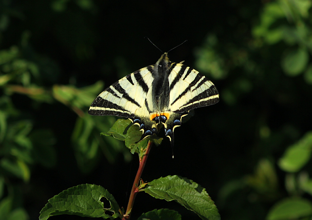 Iphiclides podalirius, Segelfalter