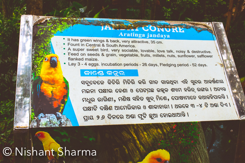 Hope you enjoyed the journey to Konark Sun Temple, Udaygiri & Khandagiri Cave  and Shanti Stupa in Dhauli . Today we shall take you inside Nandan Kanan Zoological park in Bhubaneshwar, Odisha .Nandankanan means 'The Garden of Heavens' and is spread over 400 acres. It's one of the must visit places in Bhubaneshwar, especially when kids are accompanying you. It's very different from Zoo  you see in cities by Delhi. It's a zoo and botanical park. Some part of it is also declared as sanctuary.We took a guide along and he was very good. It was fun to learn from him about various birds hiding behind the leaves, their characteristics and tricks to locate some of the beautiful birds. We loved the fact that birds had huge space to fly around and their cages were not small. There are huge areas covered with iron nets and these compounds have good vegetation.  Monsoons made our visit more adventurous :) and thanks to our guide for arranging umbrellas on rent. Colors were popping up due to rains. We loved the fact that everyone had enough space inside the zoo to walk and enjoy monsoons.Nandankanan zoo is home to about 1600+ individual animals representing 160+ species, including 60+ species of mammals, around 80 species of birds and approximately 20 species of reptiles. Some areas of the zoo can be explored on feet and few regions can be explored in closed jeep.Nandankanan zoo entry fee is 25 rs for Indians and 10 rs for kids. It's 100 Rs for foreigners. And Zoo timings are - 8am to 5pm during October to March and opens at 7:30am during rest of the year. Check out more at -One can see White Tigers, Aquaria,  Asiatic lion, three Indian crocodilians, Sangal lion-tailed macaque, Nilgiri langur, Indian pangolin, mouse deer and countless birds, reptiles and fish have been breeding successfully at Nandankanan. Various species of crocodiles, lizards, turtles, and snakes can be seen inside Nanadankanan Zoological Park.There are buses available from different parts of Bhubaneshwar to Nandankanan Zoo. One can also hire a taxi.This beautiful landscaping encourages you to keep walking and you don't realize how much you have already walked
