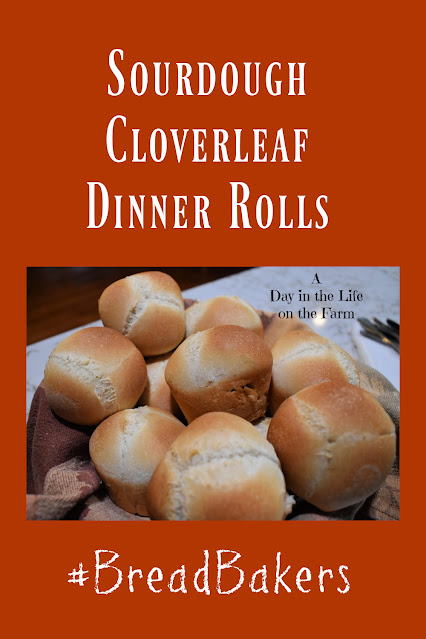 sourdough cloverleaf dinner rolls