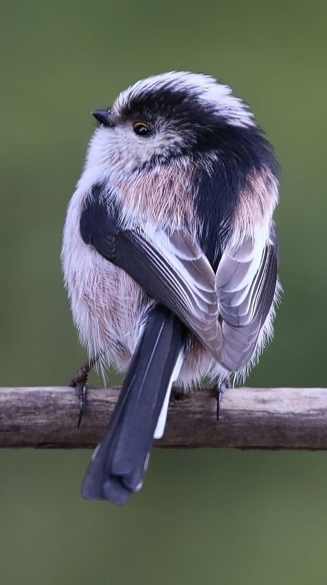 Long tailed tit.