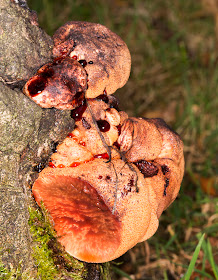 Beefsteak Fungus, Fistulina hepatica, on Oak.  The Knoll, Hayes, 26 September 2014.