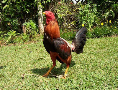 venta de gallo assel en colombia para cualquier parte del pais