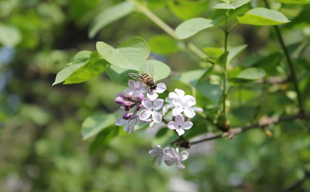 Lilac Flowers Pictures