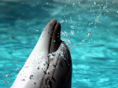 Beautiful Dolphin Normal Resolution HD Wallpaper 2