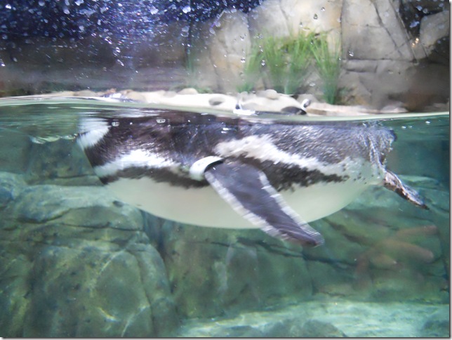 DSCN0454