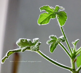 Pelargonium Rober's Lemon Rose hairy leaves