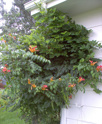 trumpet vine plant. trumpet vine plant.