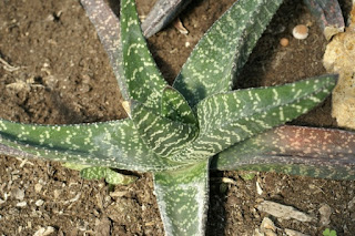 Gasteria brevifolia