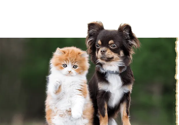 VIP Pet Care and Services Richmond Reviews