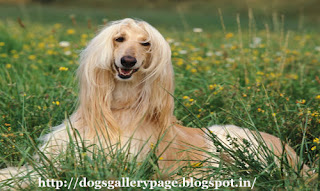 Beautiful Afghan Hound Dog