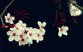White Cherry Blossoms Black Background Stock Photo HD Wallpaper