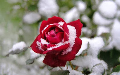 red rose with snow wallpaper