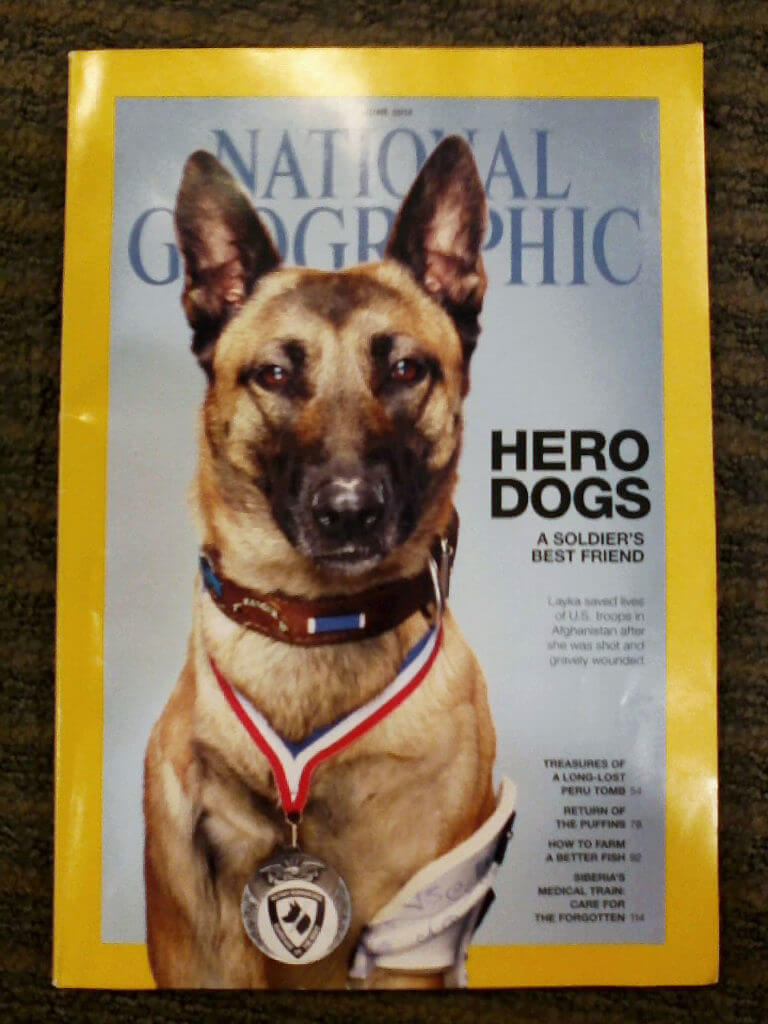 These 25 Brave Dogs Turned Out To Be Heroes