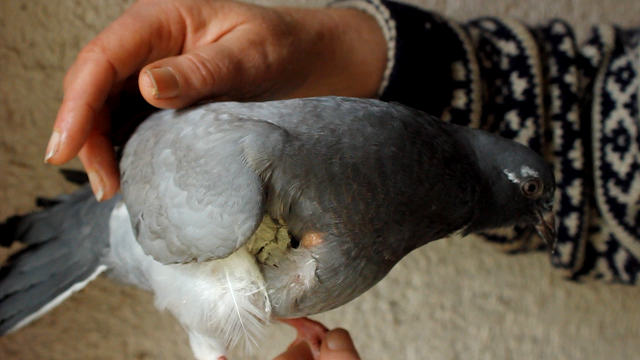 Therapeutic Clay Treatment - Horrific Wound on a Pigeon Including Pierced Crop