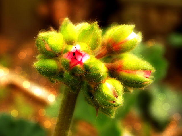 Unopened geranium blossom