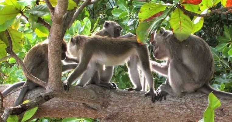  Hewan  yang  Masih Sering Dijumpai di  Gunung Jelajah Nusantara