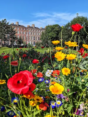 Flowers in Merrion Square in Dublin in July