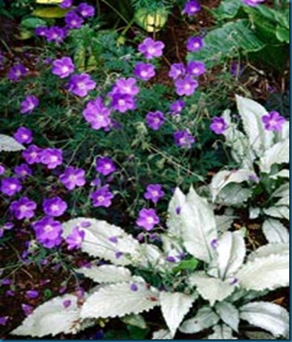 lungwort with cranesbill