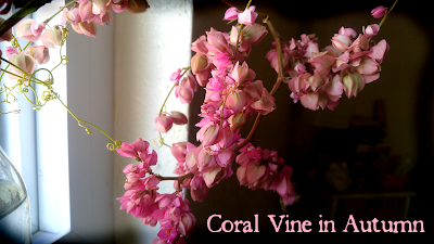 Coral Love Vine, Queen's Wreath, Flowers