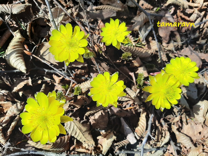 Адонис амурский (Adonis amurensis)