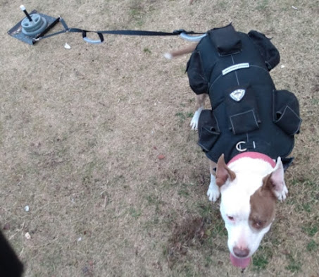 Dog Vest With Weights
