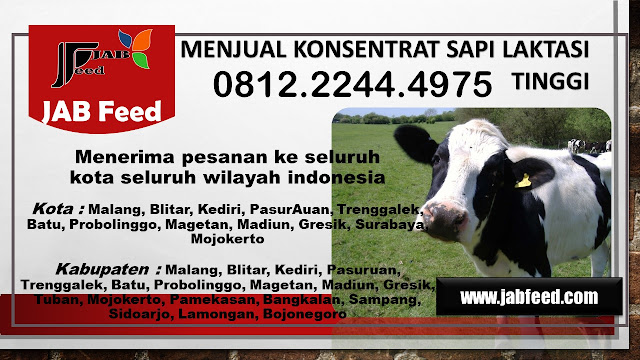 Konsentrat Sapi, Konsentrat Sapi Perah, Konsentrat Sapi Untuk sapi, Konsentrat Sapi Dara