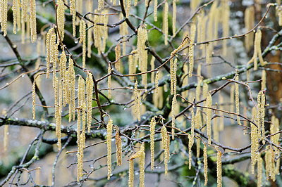 branches and flowers of an hazel tree in the rain