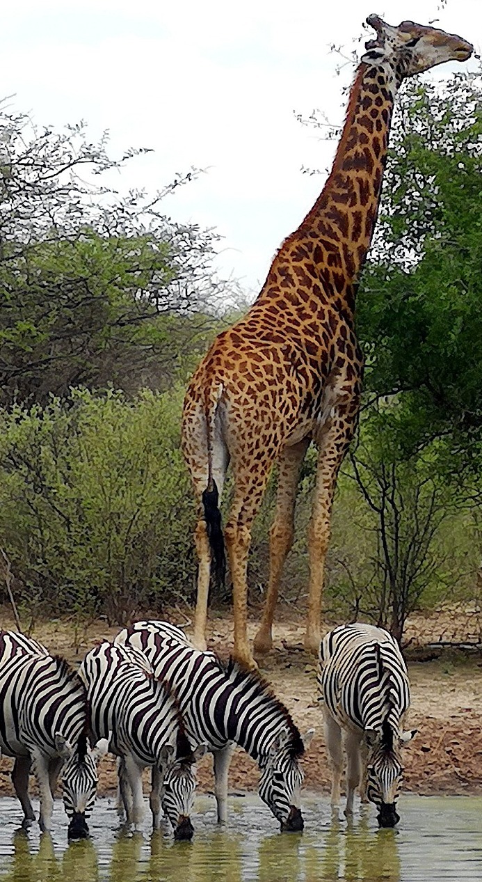 Giraffe and zebras.