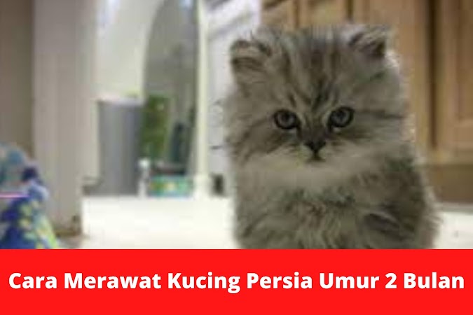 Cara Merawat Kucing Persia Umur 2 Bulan