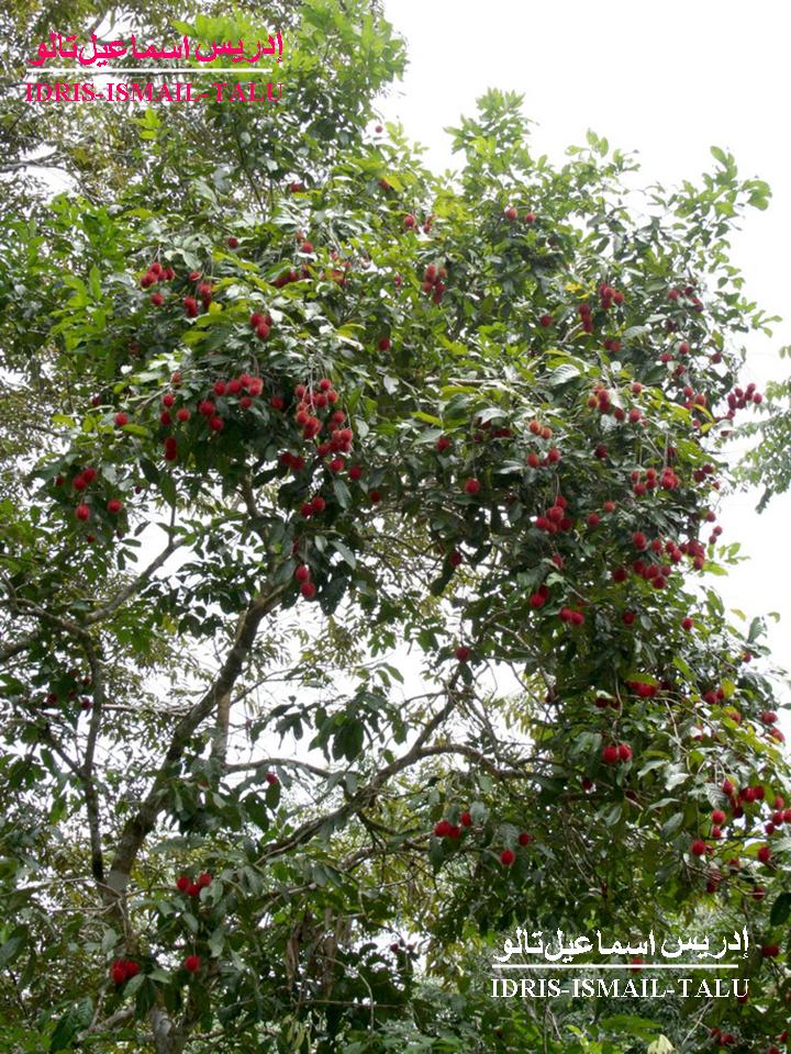 IdrisTalu: Kebun Di Gerik