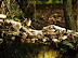 Mushrooms in woodland on the boundary of Saxmundham Sports Ground