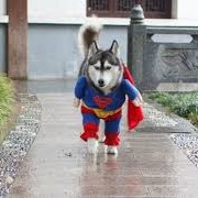 super dog