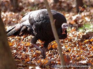 Wild Turkey, ***, 11/03/10 Broadmoor