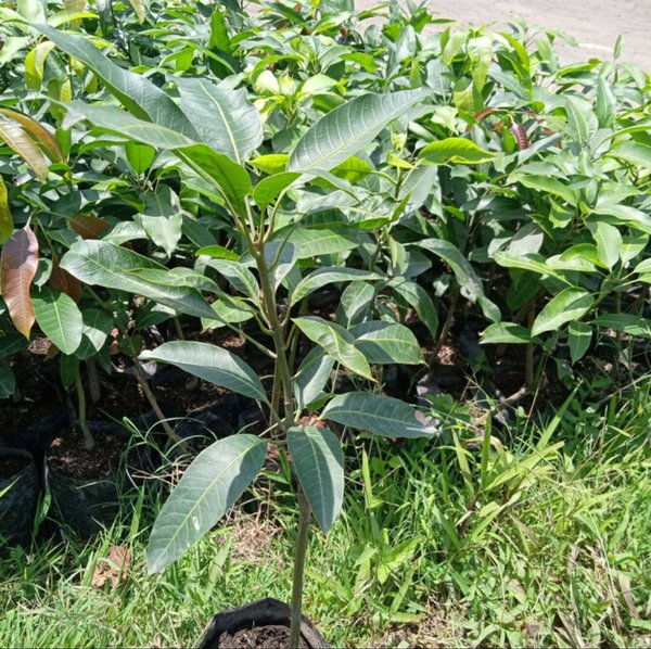 pohon mangga gajah dijamin puas Padang Panjang