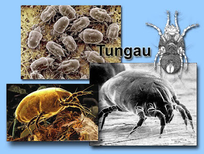 petua menghilangkan tungau