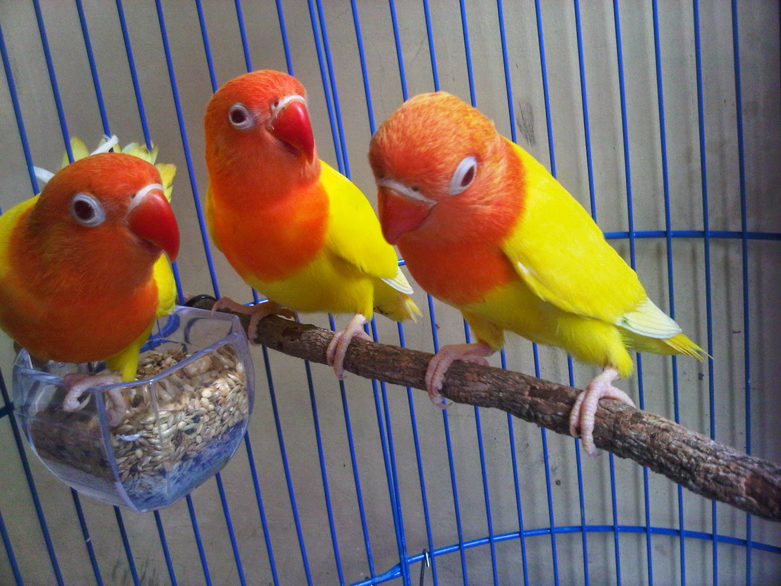  Jenis  Jenis  Lovebird di Indonesia