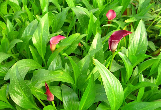 Calla Lily Flowers Pictures