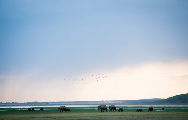 Elephants in Amboseli, Kenya