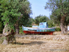 Uliveto a mathraki, isole Diapontie