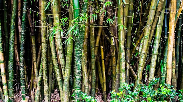 Kenapa Bambu Disebut Pohon