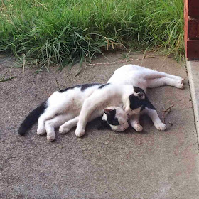 Funny cats - part 96 (40 pics + 10 gifs), cat pictures, cats cuddling