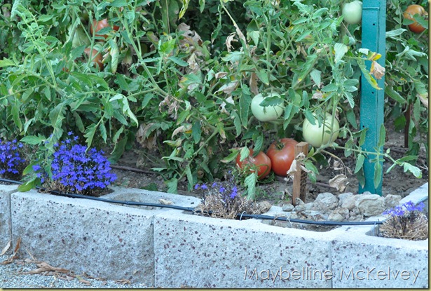 DSC_1857_4787