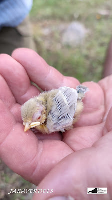 Pollo Herrerillo Comun albino nacido en caja nido