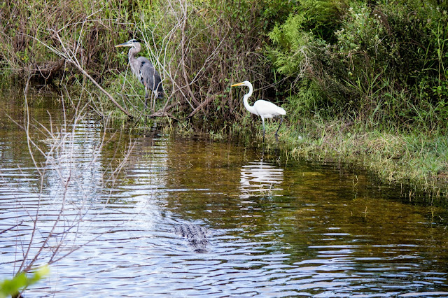 Wildlife Everglades US Hwy 41